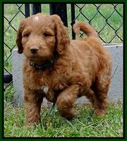 Dulcie Ruler pups 7 weeks old 71