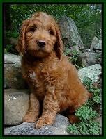 Dulcie Ruler pups 8 weeks old 1200