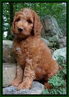 Dulcie Ruler pups 8 weeks old 4200