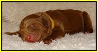 Dulcie Ruler pups 1 day old 81