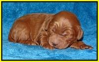 Dulcie Ruler pups 1 wk old 101