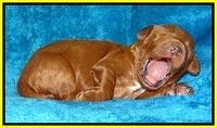 Dulcie Ruler pups 1 wk old 111