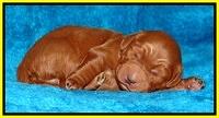 Dulcie Ruler pups 1 wk old 121