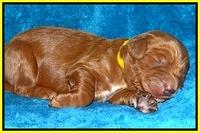 Dulcie Ruler pups 1 wk old 131