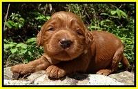 Dulcie Ruler pups 2 wks old 151