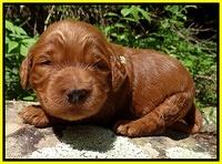 Dulcie Ruler pups 2 wks old 161