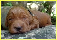 Dulcie Ruler pups 2 wks old 171
