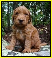 Dulcie Ruler pups 4 wks old 121