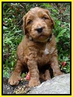 Dulcie Ruler pups 4 wks old 131