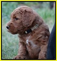 Dulcie Ruler pups 5 weeks old 201