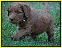 Dulcie Ruler pups 5 weeks old 211