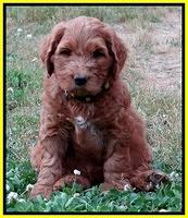 Dulcie Ruler pups 6 wks old 191