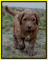 Dulcie Ruler pups 6 wks old 201