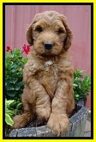 Dulcie Ruler pups 7 weeks old 121