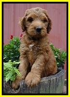 Dulcie Ruler pups 7 weeks old 131