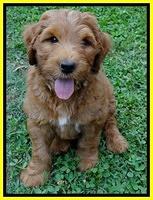 Dulcie Ruler pups 7 weeks old 231