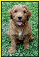 Dulcie Ruler pups 7 weeks old 241