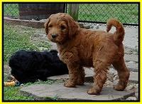 Dulcie Ruler pups 7 weeks old 251