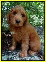 Dulcie Ruler pups 8 weeks old 1008