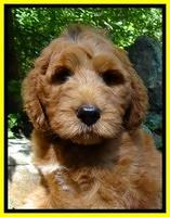 Dulcie Ruler pups 8 weeks old 1009