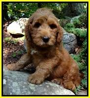 Dulcie Ruler pups 8 weeks old 2009
