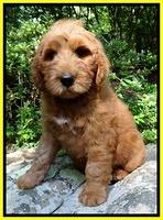 Dulcie Ruler pups 8 weeks old 3009