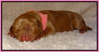 Dulcie Ruler pups 1 day old 91