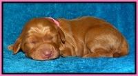 Dulcie Ruler pups 1 wk old 141