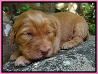 Dulcie Ruler pups 2 wks old 221