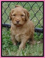 Dulcie Ruler pups 5 weeks old 261