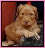 Dulcie Ruler pups 5 weeks old 291