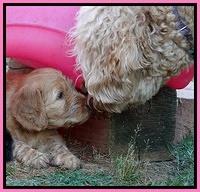 Dulcie Ruler pups 6 wks old 241