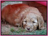 Dulcie Ruler pups 6 wks old 251