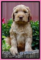 Dulcie Ruler pups 7 weeks old 291