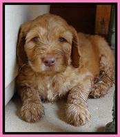 Dulcie Ruler pups 7 weeks old 301