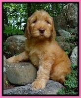 Dulcie Ruler pups 8 weeks old 24