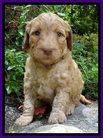 Dulcie Ruler pups 4 wks old 171