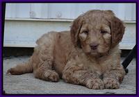 Dulcie Ruler pups 6 wks old 371