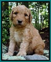 Dulcie Ruler pups 4 wks old 211