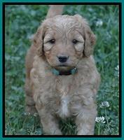 Dulcie Ruler pups 5 weeks old 371