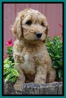 Dulcie Ruler pups 7 weeks old 381