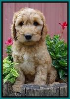 Dulcie Ruler pups 7 weeks old 391