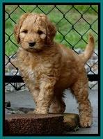 Dulcie Ruler pups 7 weeks old 421