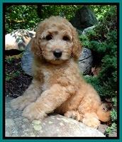 Dulcie Ruler pups 8 weeks old 2007
