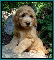 Dulcie Ruler pups 8 weeks old 3007