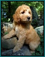 Dulcie Ruler pups 8 weeks old 4007