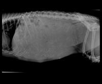 Sandy Preg xray preg i with Blaze 2