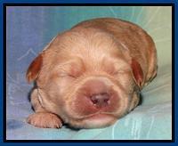 Sandi Blaze pups 1 wk old 21