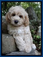 Sandi Blaze pups 8 wks old 12