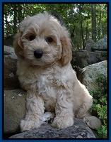 Sandi Blaze pups 8 wks old 22